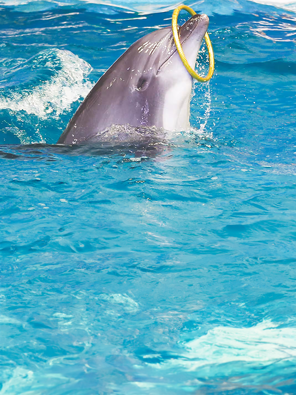 Dolphinarium